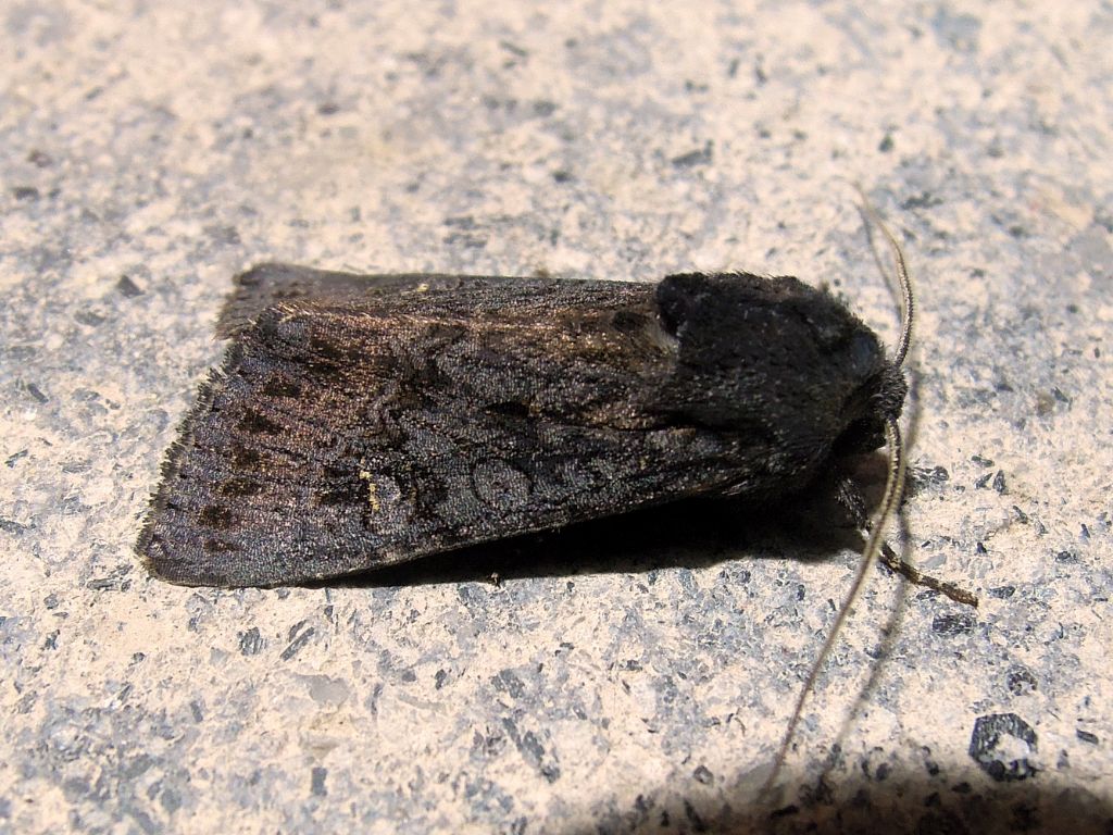 qualche Noctuidae